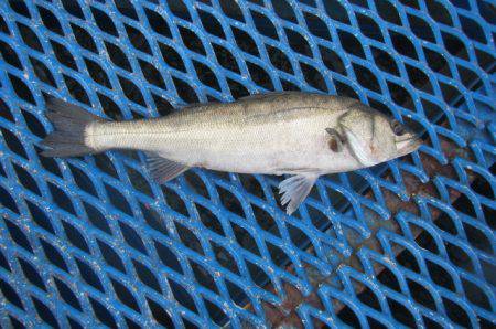 オリジナルメーカー海づり公園(市原市海づり施設) 釣果