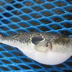 オリジナルメーカー海づり公園(市原市海づり施設) 釣果