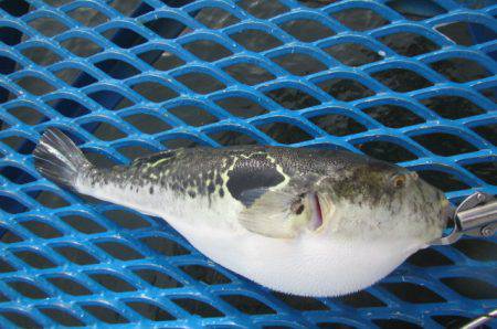 オリジナルメーカー海づり公園(市原市海づり施設) 釣果