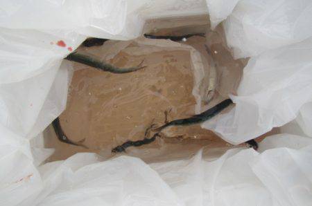 オリジナルメーカー海づり公園(市原市海づり施設) 釣果