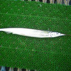 オリジナルメーカー海づり公園(市原市海づり施設) 釣果