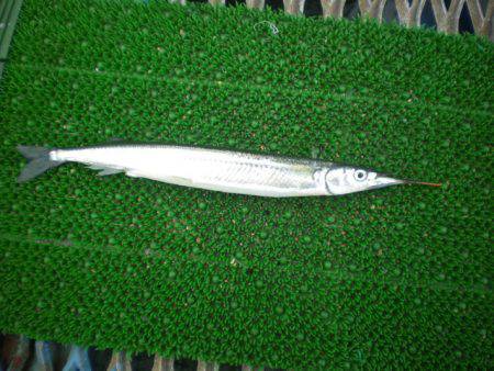 オリジナルメーカー海づり公園(市原市海づり施設) 釣果