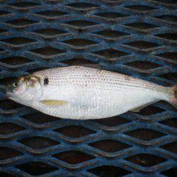 オリジナルメーカー海づり公園(市原市海づり施設) 釣果