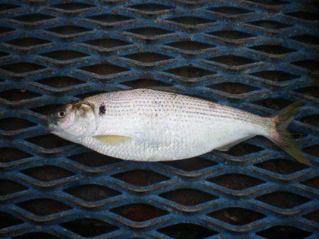 オリジナルメーカー海づり公園(市原市海づり施設) 釣果