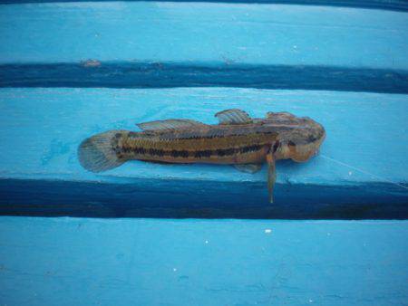 オリジナルメーカー海づり公園(市原市海づり施設) 釣果