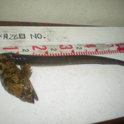 姫路市立遊魚センター 釣果