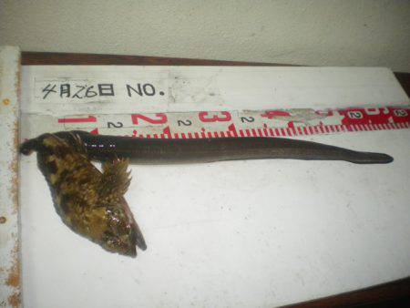 姫路市立遊魚センター 釣果