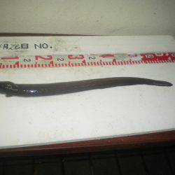 姫路市立遊魚センター 釣果