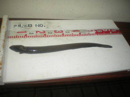 姫路市立遊魚センター 釣果