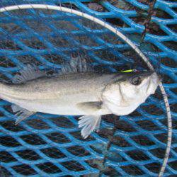 オリジナルメーカー海づり公園(市原市海づり施設) 釣果