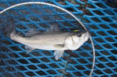 オリジナルメーカー海づり公園(市原市海づり施設) 釣果