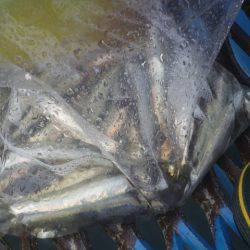 オリジナルメーカー海づり公園(市原市海づり施設) 釣果