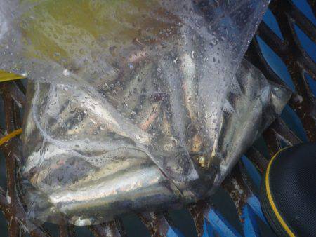 オリジナルメーカー海づり公園(市原市海づり施設) 釣果