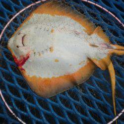 オリジナルメーカー海づり公園(市原市海づり施設) 釣果