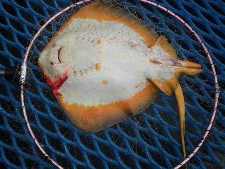 オリジナルメーカー海づり公園(市原市海づり施設) 釣果