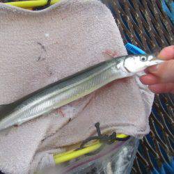 オリジナルメーカー海づり公園(市原市海づり施設) 釣果