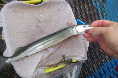 オリジナルメーカー海づり公園(市原市海づり…