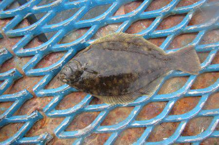 オリジナルメーカー海づり公園(市原市海づり施設) 釣果