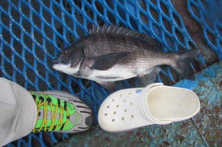 オリジナルメーカー海づり公園(市原市海づり施設) 釣果