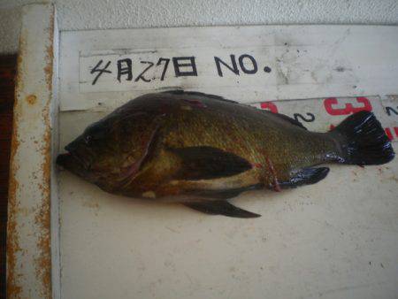 姫路市立遊魚センター 釣果