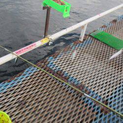 オリジナルメーカー海づり公園(市原市海づり施設) 釣果