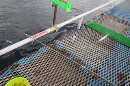 オリジナルメーカー海づり公園(市原市海づり施設) 釣果