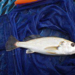 オリジナルメーカー海づり公園(市原市海づり施設) 釣果