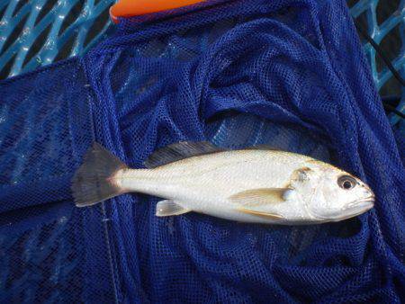 オリジナルメーカー海づり公園(市原市海づり…