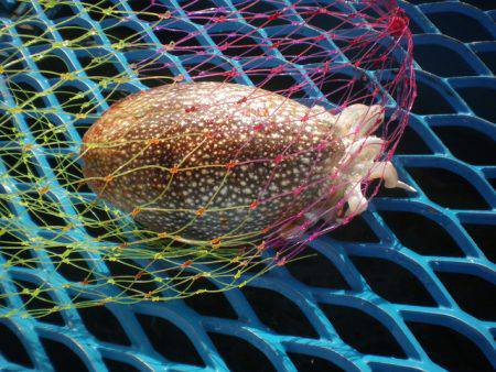 オリジナルメーカー海づり公園(市原市海づり施設) 釣果