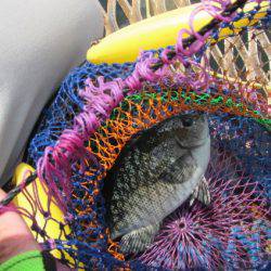 オリジナルメーカー海づり公園(市原市海づり施設) 釣果