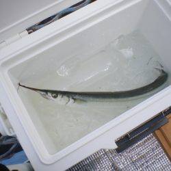 オリジナルメーカー海づり公園(市原市海づり施設) 釣果