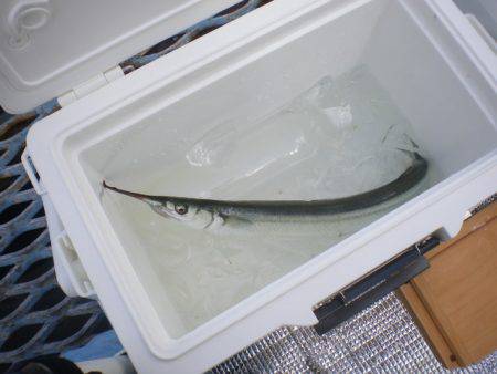 オリジナルメーカー海づり公園(市原市海づり施設) 釣果