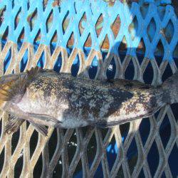 オリジナルメーカー海づり公園(市原市海づり施設) 釣果