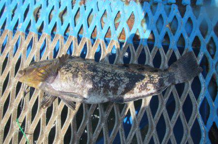 オリジナルメーカー海づり公園(市原市海づり施設) 釣果