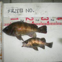 姫路市立遊魚センター 釣果