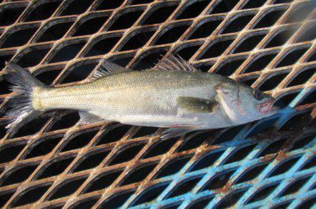 オリジナルメーカー海づり公園(市原市海づり施設) 釣果