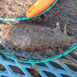 オリジナルメーカー海づり公園(市原市海づり施設) 釣果