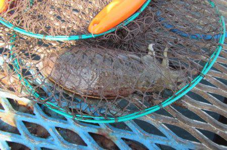 オリジナルメーカー海づり公園(市原市海づり…