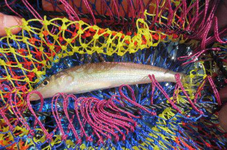 オリジナルメーカー海づり公園(市原市海づり施設) 釣果