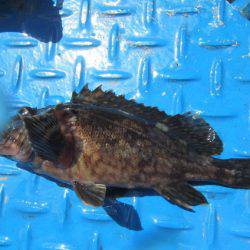 オリジナルメーカー海づり公園(市原市海づり施設) 釣果