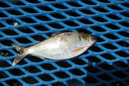 オリジナルメーカー海づり公園(市原市海づり施設) 釣果