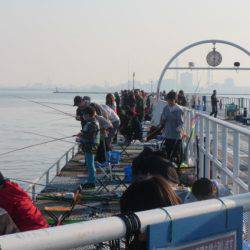 オリジナルメーカー海づり公園(市原市海づり施設) 釣果