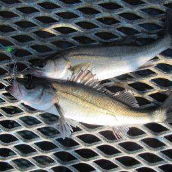 オリジナルメーカー海づり公園(市原市海づり施設) 釣果