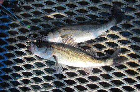 オリジナルメーカー海づり公園(市原市海づり施設) 釣果