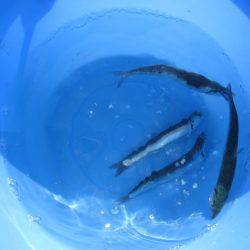 オリジナルメーカー海づり公園(市原市海づり施設) 釣果