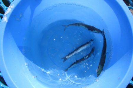 オリジナルメーカー海づり公園(市原市海づり施設) 釣果