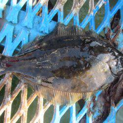 オリジナルメーカー海づり公園(市原市海づり施設) 釣果