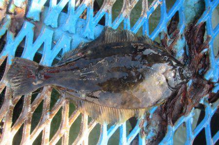 オリジナルメーカー海づり公園(市原市海づり…