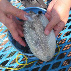 オリジナルメーカー海づり公園(市原市海づり施設) 釣果