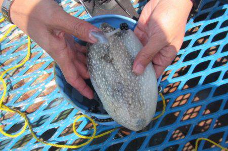 オリジナルメーカー海づり公園(市原市海づり施設) 釣果